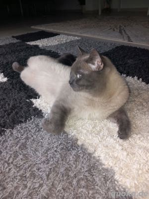 Sehr hübscher erfahrener Deckkater BKH mit Stammbaum Bild 6