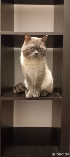 Sehr hübscher erfahrener Deckkater BKH mit Stammbaum Bild 7