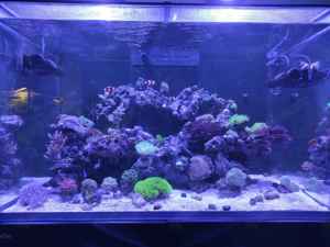 Meerwasseraquarium