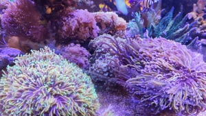 Euphyllia Ableger zu verkaufen