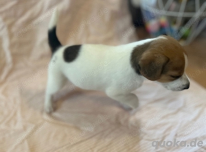 Foxterrier Hunde & Welpen kaufen & verkaufen Hundemarkt