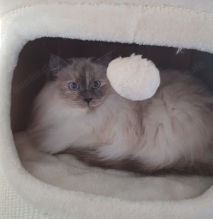 Wunderschöne außergewöhnliche Ragdoll sucht liebevolles Zuhause 