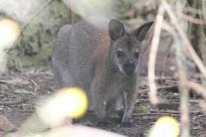 2 Wallaby - 1 Weibchen, 1 Bock