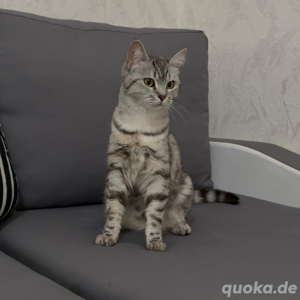 BKH silver katze weiblich 