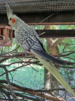 Nymphensittiche-Standard-Mutationen-junge-ältere auf Tel.Anfrage Bild 4