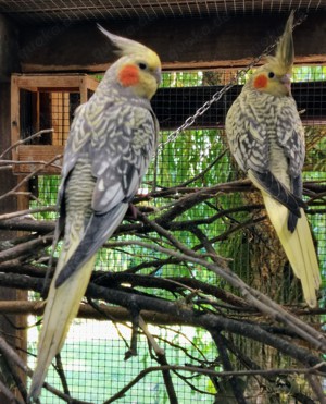 Nymphensittiche-Standard-Mutationen-junge-ältere auf Tel.Anfrage Bild 3