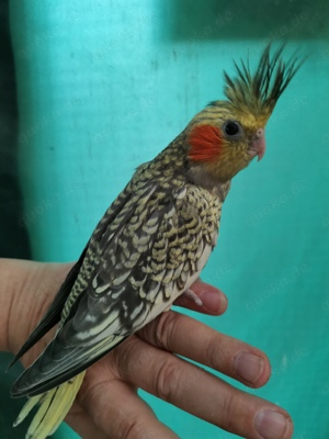 Nymphensittiche-Standard-Mutationen-junge-ältere auf Tel.Anfrage Bild 5