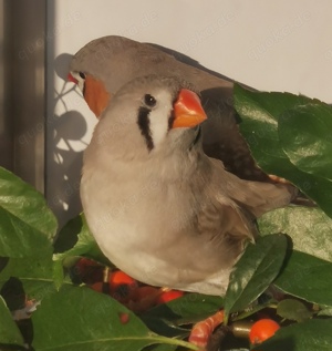 Große kräftige Schau-Zebrafinken Bild 4