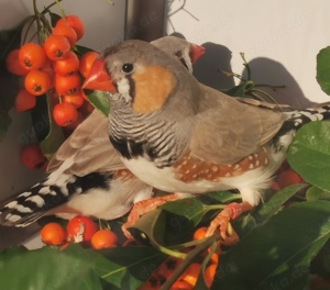 Große kräftige Schau-Zebrafinken Bild 7