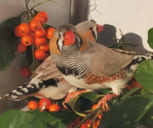 Große kräftige Schau-Zebrafinken Bild 6