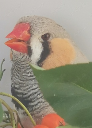 Große kräftige Schau-Zebrafinken Bild 9