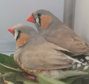 Große kräftige Schau-Zebrafinken Bild 8