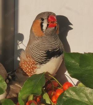 Große kräftige Schau-Zebrafinken Bild 5