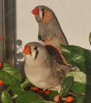 Große kräftige Schau-Zebrafinken Bild 3