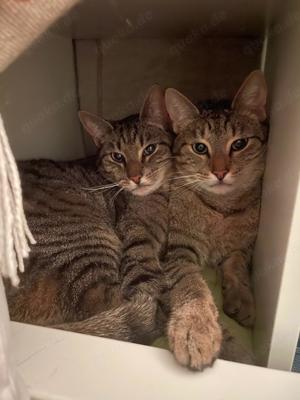 Zwei Kuschelbedürftige Jungs Suchen Liebende Familie 