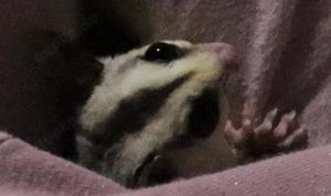 2 Sugar Glider zu verkaufen