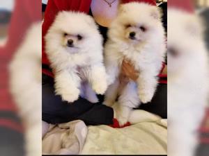 reinrassigen pomeranian zwergspitz welpen