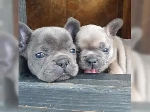 Französische Bulldoggen Welpen Bild 5