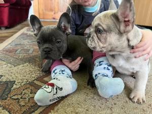 französische Bulldoggen Welpen