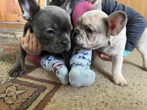 Französische Bulldoggen Welpen Bild 3