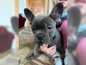Französische Bulldoggen welpen