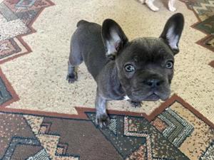 Französische Bulldoggen Welpen