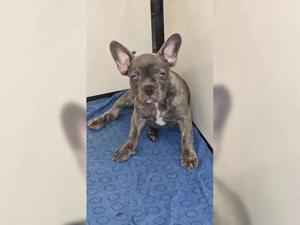 französische Bulldoggen Welpen