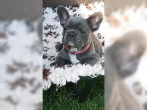 Sussse Französische Bulldoggen welpen