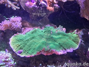 Grüne SPS Montipora zu verschenken 