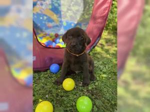 reinrassige, Labradorwelpen Bild 6
