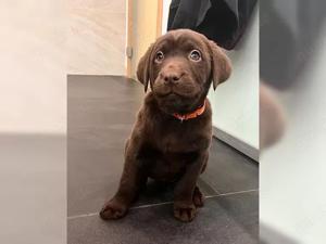 Typvolle Labrador Retriever Welpen!!