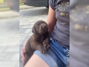 reinrassige, Labradorwelpen Bild 5