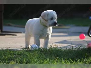 reinrassige, Labradorwelpen Bild 2