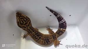 Leopardgecko Black Nights 2.0 aus 23