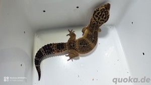 Leopardgecko Black Nights 2.0 aus 23 Bild 2