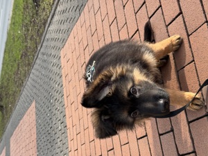 Reinrassiger Schäferhund Welpe 