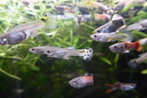Fische Guppy Guppies   viele schöne Männchen   Weibchen 0,50  
