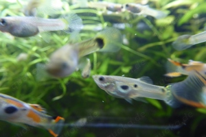 Fische Guppy Guppies   viele schöne Männchen   Weibchen 0,50   Bild 2