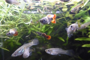 Fische Guppy Guppies   viele schöne Männchen   Weibchen 0,50   Bild 5