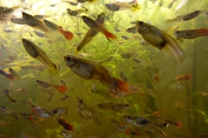 Fische Guppy Guppies   viele schöne Männchen   Weibchen 0,50   Bild 8