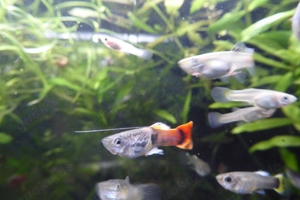 Fische Guppy Guppies   viele schöne Männchen   Weibchen 0,50   Bild 7