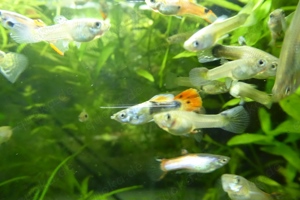 Fische Guppy Guppies   viele schöne Männchen   Weibchen 0,50   Bild 6
