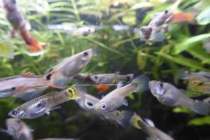 Fische Guppy Guppies   viele schöne Männchen   Weibchen 0,50   Bild 3