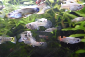 Fische Guppy Guppies   viele schöne Männchen   Weibchen 0,50   Bild 4