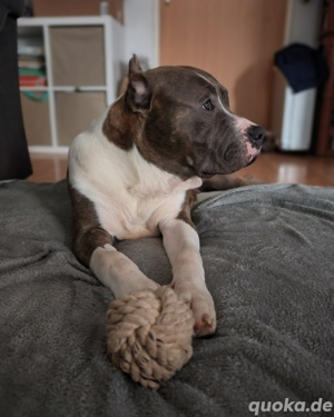 American Bully XXL Welpe 5 Monate Rüde
