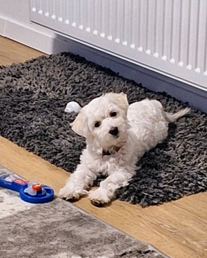 Süße Bichon Malteser Welpen 