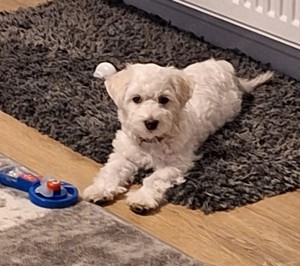 Süße Bichon Malteser Welpen 