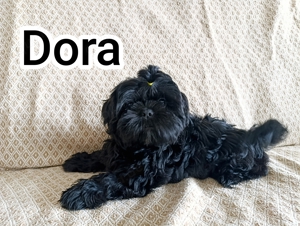 schwarzes Shih Tzu Mädchen