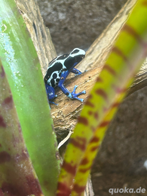 dendrobates tinctorius oyapock 1.1
