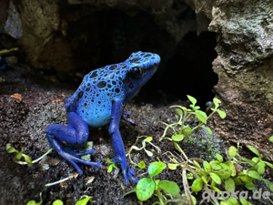 dendrobates tinctorius azureus 1.2